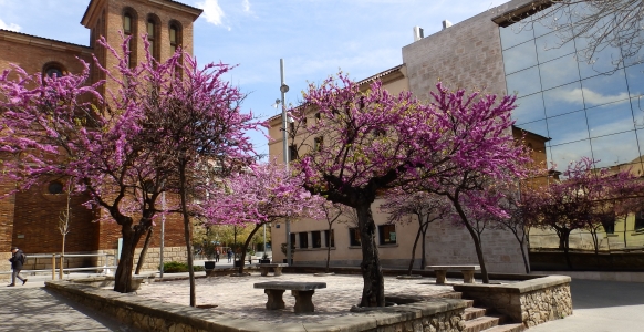 nimble_asset_cornella